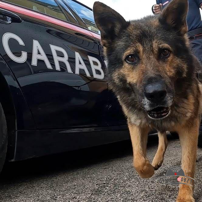 cane antidroga
