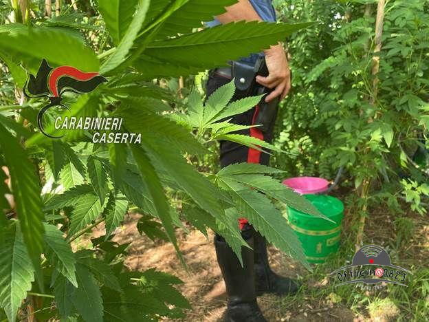 Piantaggione marijuana