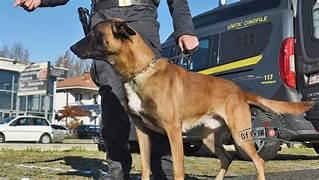 CANI ANTIDROGA