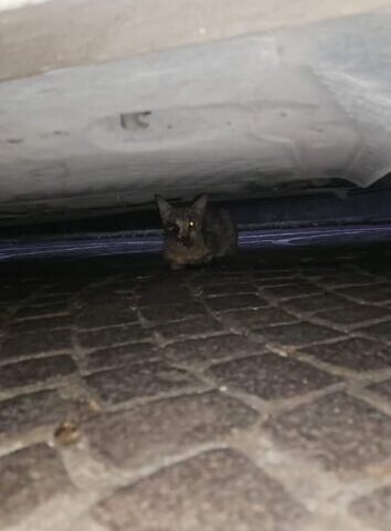 gattino al riparo
