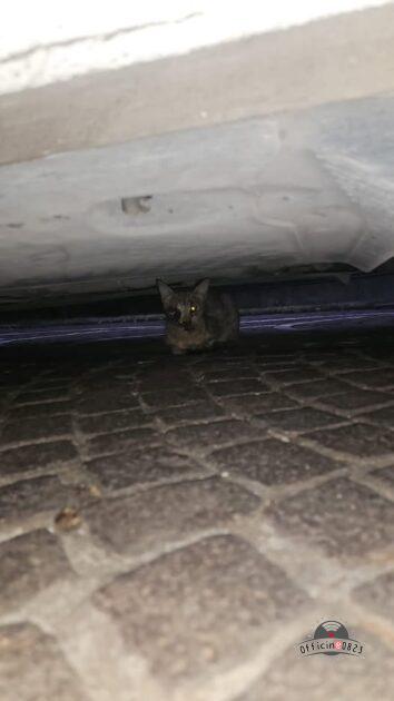 gattino al riparo