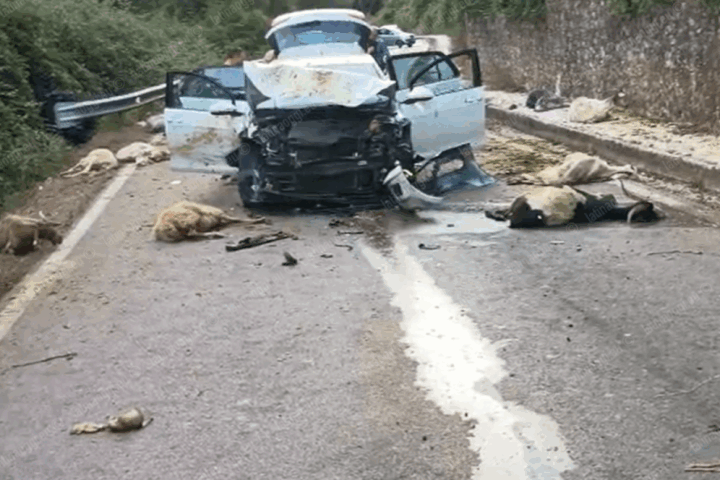 incidente pecore