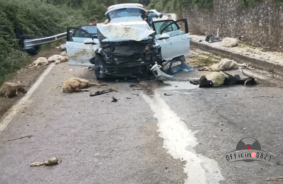 incidente pecore