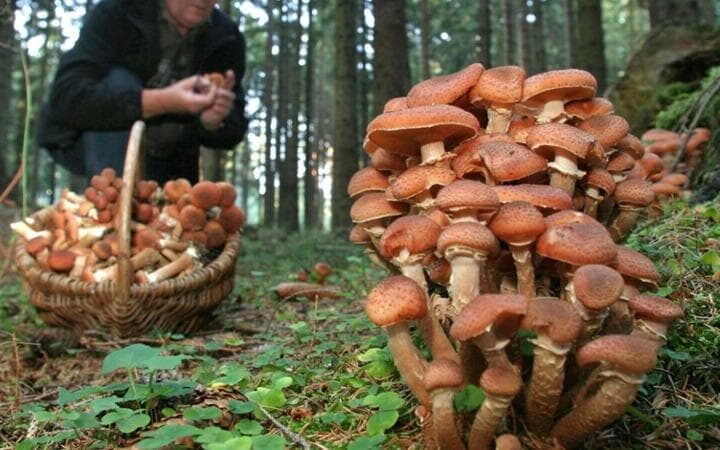 cercare funghi