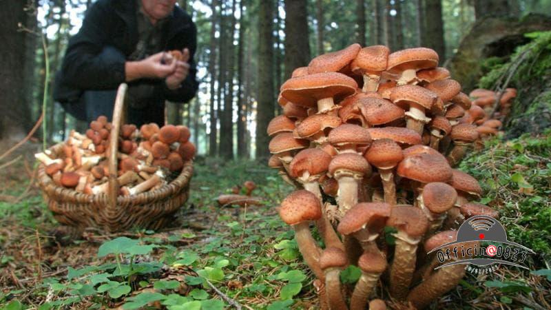 cercare funghi