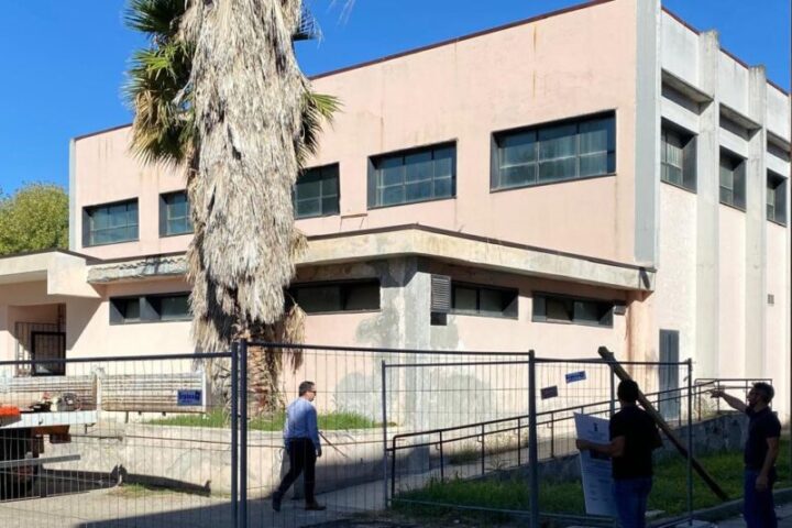 gallo1