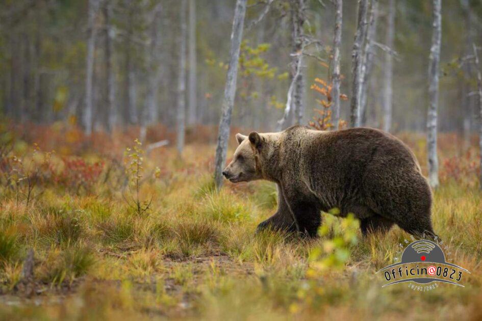Brown Bear Ursus arctos in typical nordic European forest, Finland, Europe