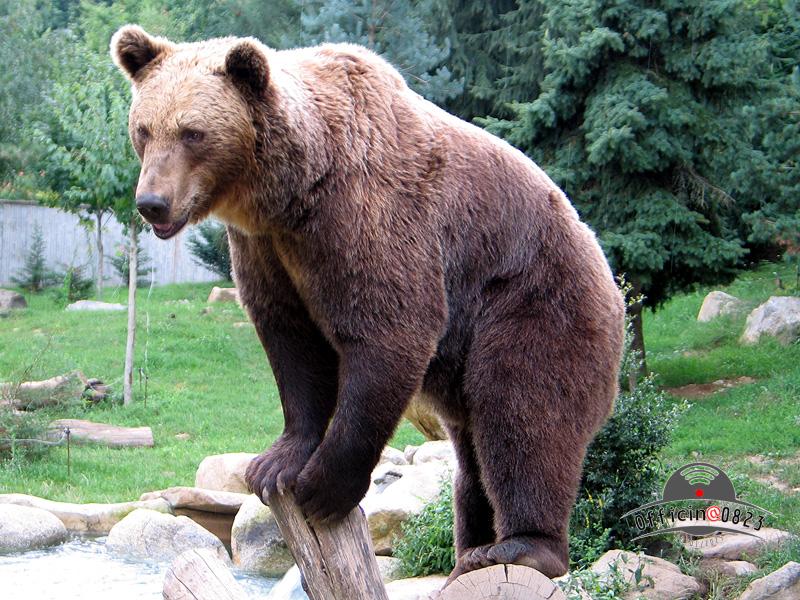 orso