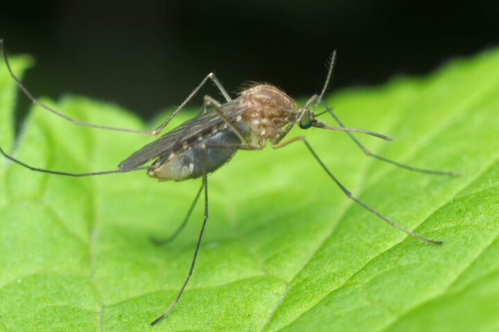 west nile