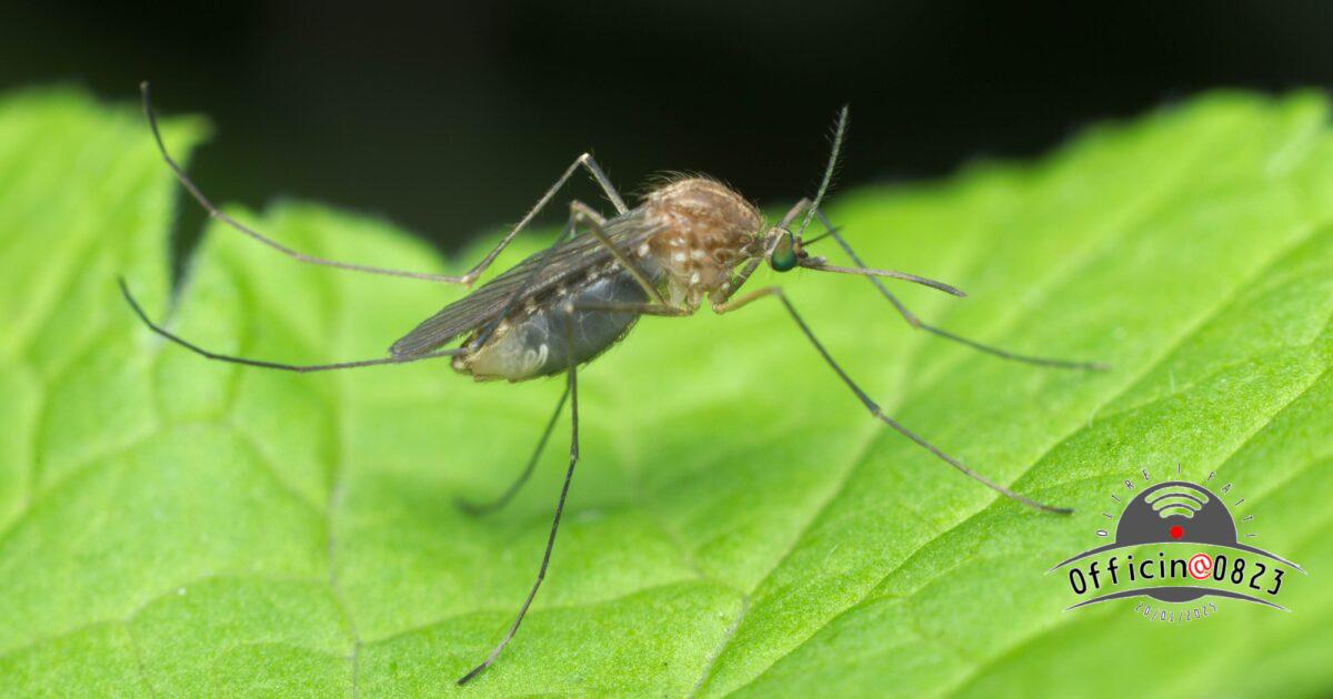 west nile