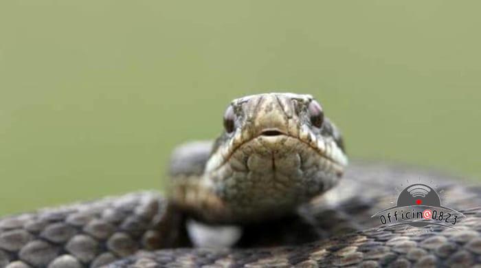 vipera