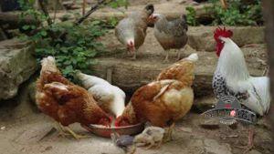 galline