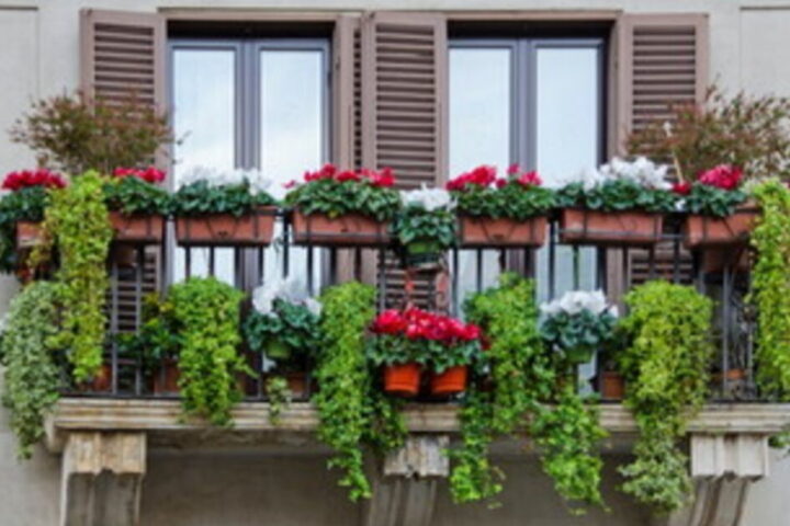 fiori