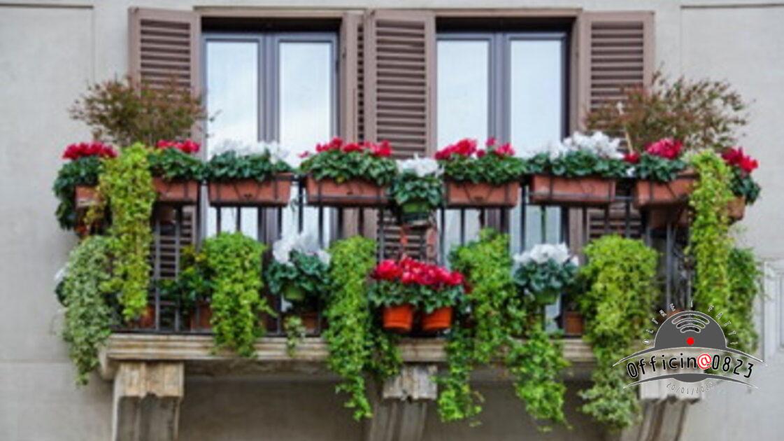 fiori