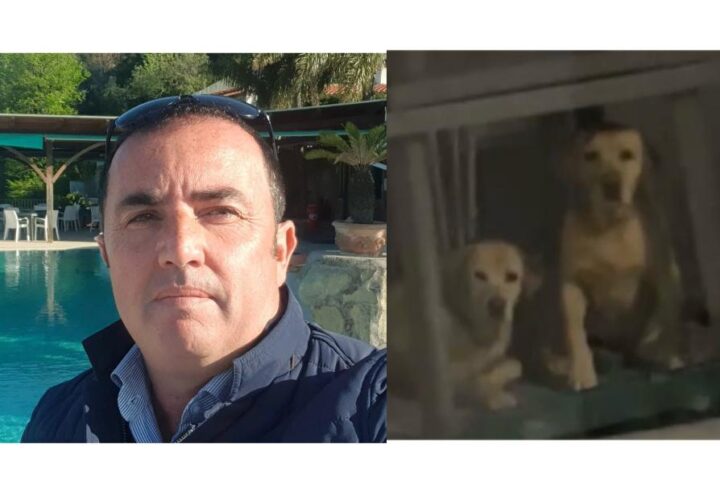 labrador