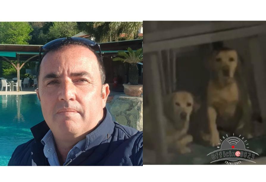 labrador