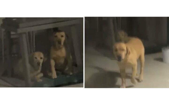 labrador