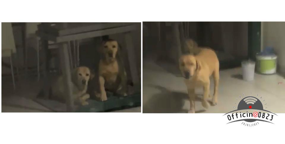 labrador