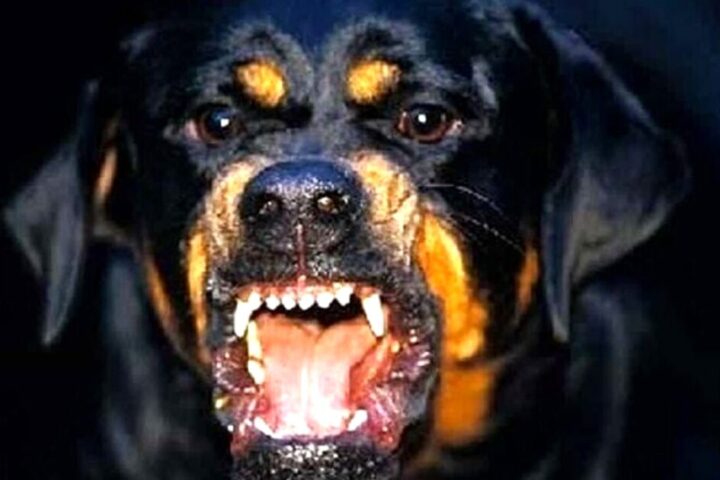 cane aggressione