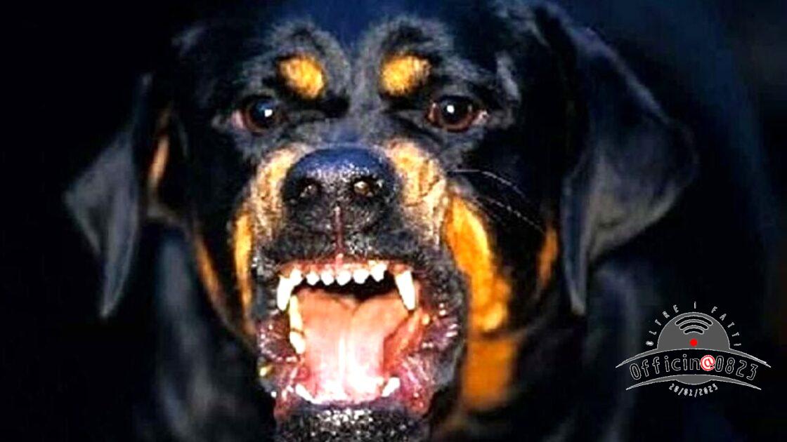 cane aggressione