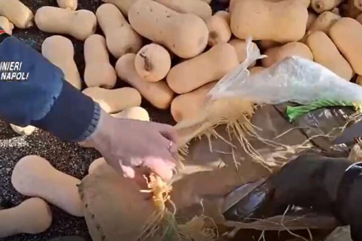 sequestro droga verdura