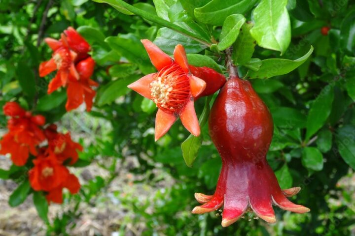 Melograno in fiore nella Valle del Garigiano