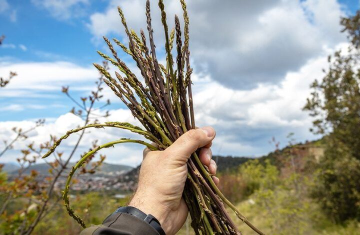 asparagi