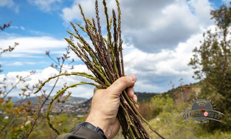 asparagi