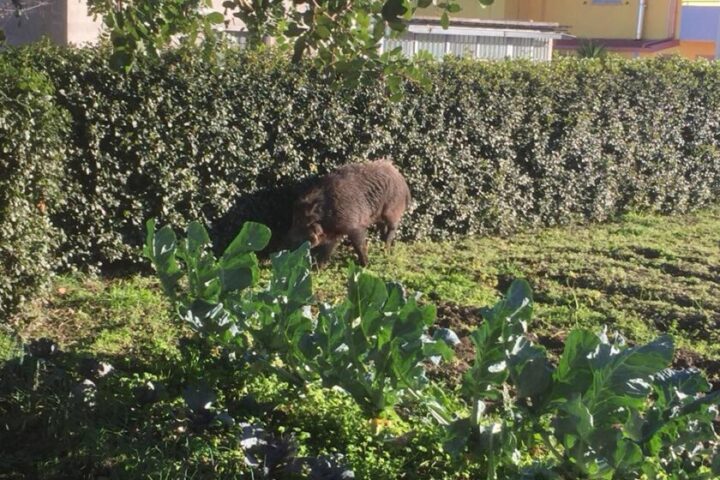 cinghiale giardino