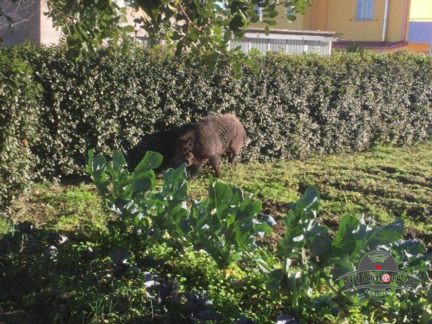 cinghiale giardino