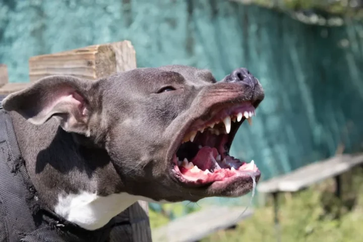 pttbull