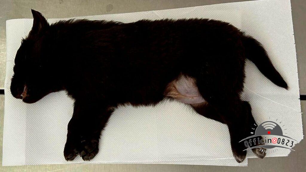 cagnolina Aversa 1