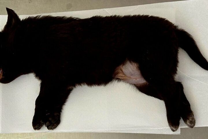 cagnolina Aversa 1