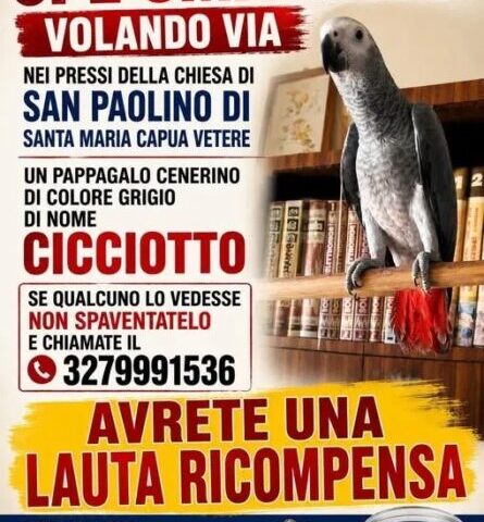 cicciotto