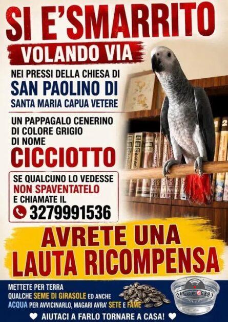 cicciotto