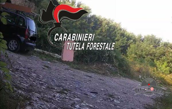 forestale