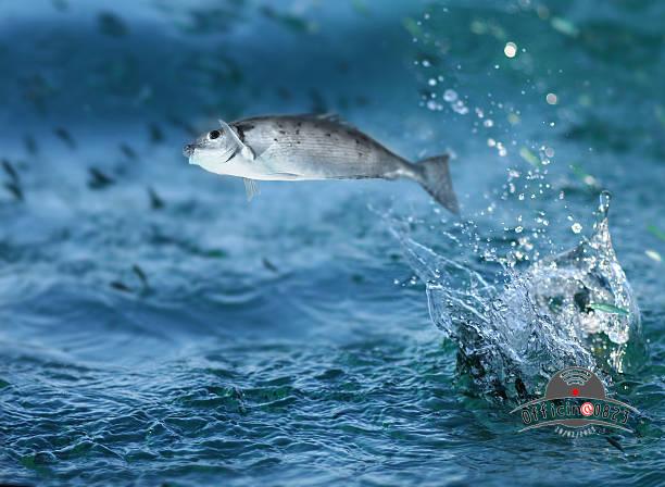 istockphoto 108272184 612x612